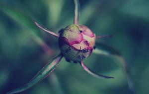 Bloom Blossom Flora