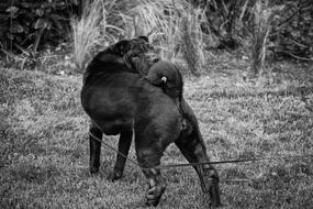 monochrome photo of Dog Sharpei Animal