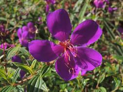 Purple Flowers in spring Nature