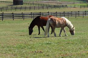 two horses in a paddock pasture on a sunny day