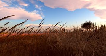 nature grass sky clouds