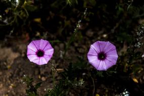 Flores Flower Nature