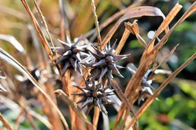 Grass Morning Star Seeds