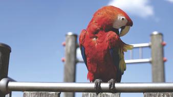 portrait of perched colorful parrot