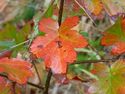 Fall Leaves trees