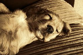 monochrome photo of a sleeping puppy