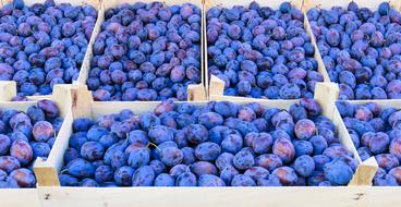 plum market