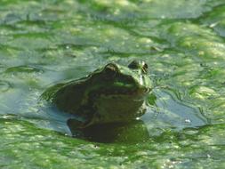 toad in the green swamp