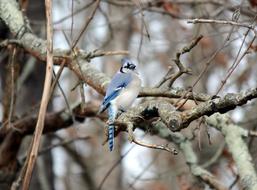 blue bird sitting on a tree branch