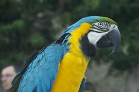 colorful parrot close-up on blurred background
