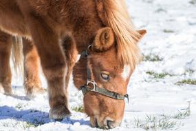 charming Horse Small Haflinger