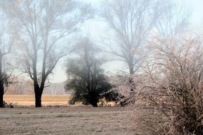 Fog Landscape Trees