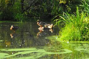 Duck Nature Lake