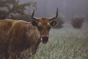 enchanting Animal Cattle