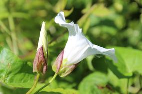 Natural Petunia Flowers