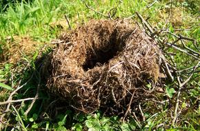 Nest Animal Structure