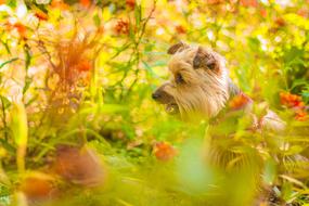 charming Animal Dog