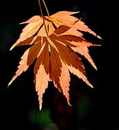 Leaf Autumn shadow