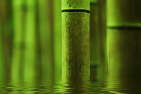 Bamboo stems in water, Abstract Green background