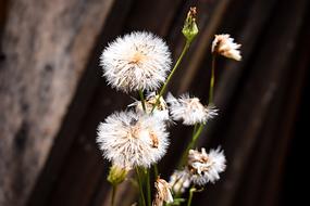 Wallpaper Flower decoration