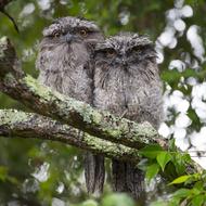 two fluffy owls on a tree branch