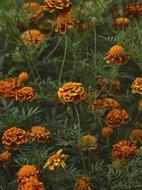 Orange Flowers in garden