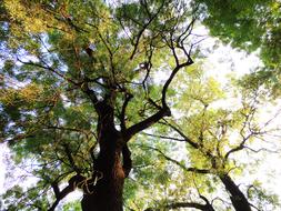 canopy of green tree leaves