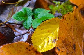 Leaves Autumn