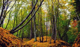 Paternity National Park Forest