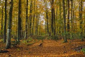 Autumn Nature Trees landscape