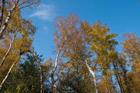 Autumn Nature Trees