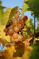 garden healthy grapes