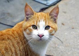 charming red Cat Animals