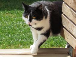Cat Domestic Garden