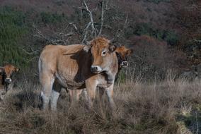 Lozere Cows Herd