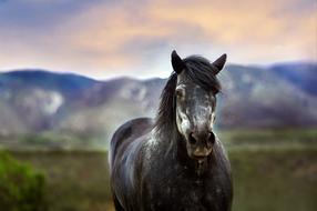 enchanting Horse Animal Outdoors