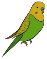 green and yellow budgie, drawing
