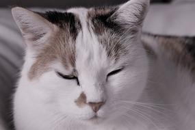 enchanting Cat White Spotted