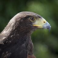 wildlife Bird Close-Up on a blurred background