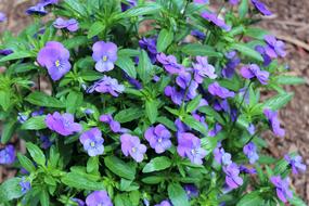 Flowers Purple Nature