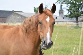 Horse Nature