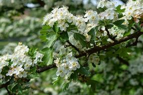 White Flowers Nature Branches