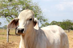 charming Livestock Bovine