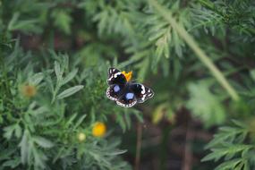 Butterfly and Flora Flower