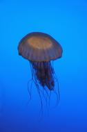 wildlife Jelly Fish Sting