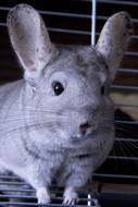 wildlife Chinchilla Gray Animal