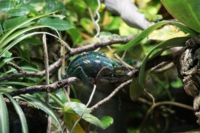 dark green reptile on tropical green plant