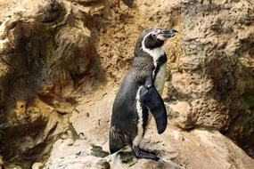 Water Penguin Bird on rock