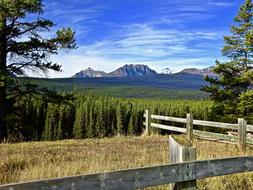 Mountain Forest Perspective