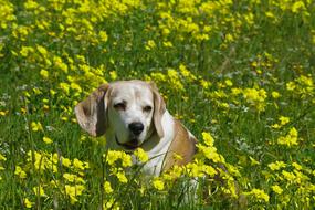 beagle in a flowering meadow